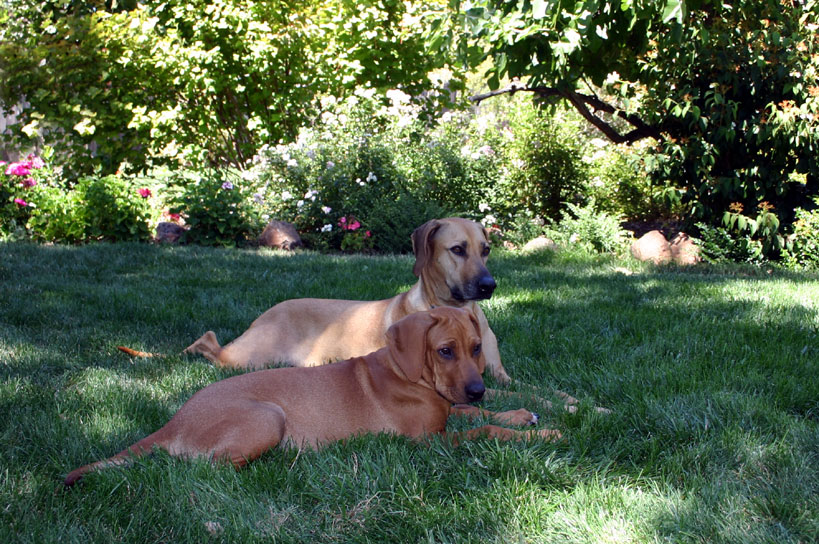 Hearts of the 2nd
        Dynasty